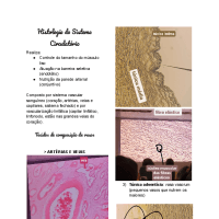 Histologia do Sistema Circulatório