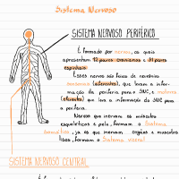 Anatomia_sistema_nervoso_