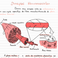 Sistema neuromuscular