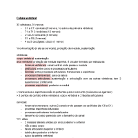 Resumo de coluna vertebral