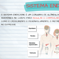 Sistema Endócrino: Mapa mental + Atividade