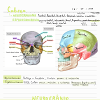 cabeça boca e glândulas- anatomia enfermagem