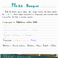 resumo - plexo braquial - anatomia 1