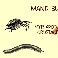 Mapa mental Mandibulata - Myriapoda e Crustacea