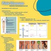 COMBÃO 1 - Sist. Somatossensorial, Nerv. Auto e Fisio GastroIntest