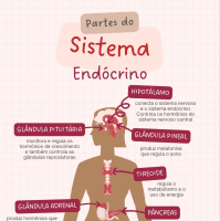 sistema endócrino