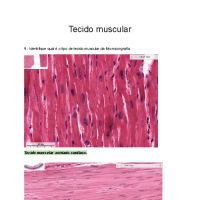 Questionários histologia