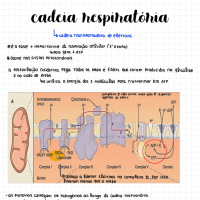 resumo cadeia respiratória