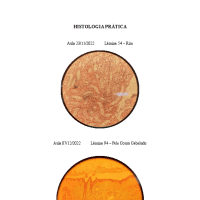 HISTOLOGIA PRÁTICA FINAL