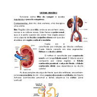 SISTEMA URINÁRIO