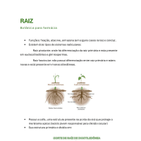 Resumo – botânica para farmácia, raiz