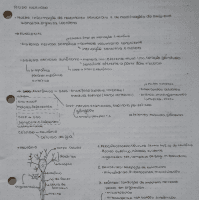 resumo sobre tecido nervoso