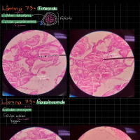 Histologia Vet II - Prática Sistema Endócrino