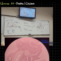 Histologia Vet II - Prática Orelha