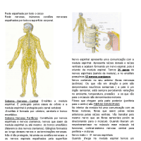 SISTEMA NERVOSO