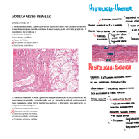 Prova Resolvida - MÓDULO NEFRO URINÁRIO 