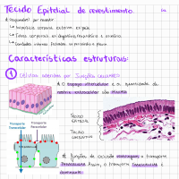 tecido epitelial de revestimento- resumo