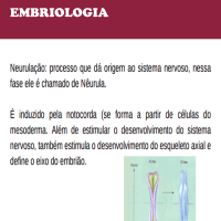 EMBRIOLOGIA - 2