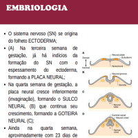 EMBRIOLOGIA - 3