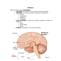 ENCÉFALO