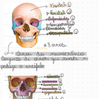 Ossos e Acidentes ósseos do crânio