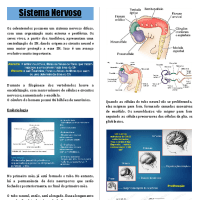 Sistema Nervoso