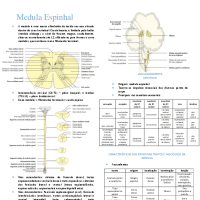 Neuroanatomia