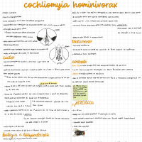 Cochliomya hominivorax