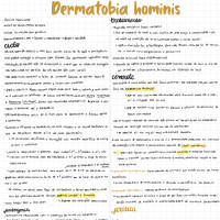 Dermatobia hominis