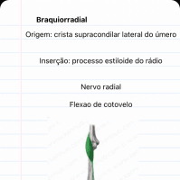 resumo músculos dos membros superiores