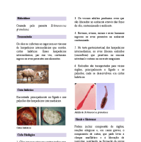 Resumo de Hidatidose